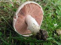 Agaricus campestris (AT) 3_DxOweb